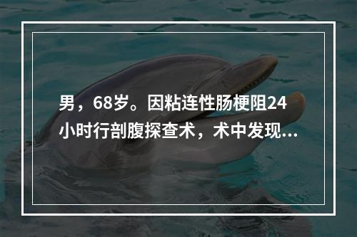 男，68岁。因粘连性肠梗阻24小时行剖腹探查术，术中发现肠系