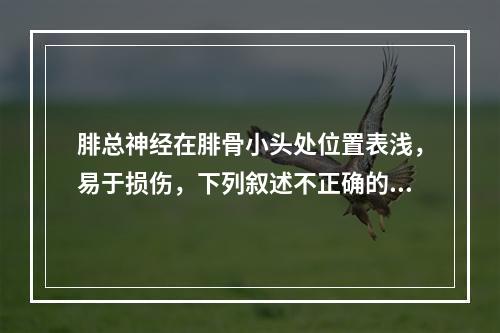 腓总神经在腓骨小头处位置表浅，易于损伤，下列叙述不正确的是（