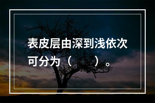 表皮层由深到浅依次可分为（　　）。