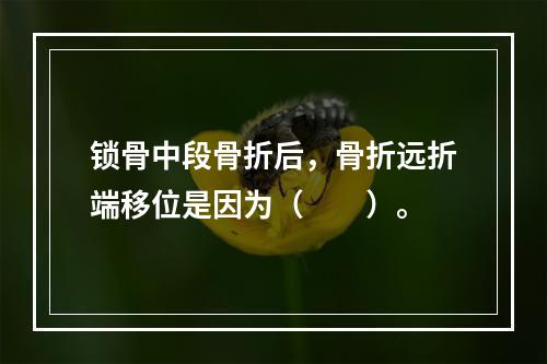 锁骨中段骨折后，骨折远折端移位是因为（　　）。