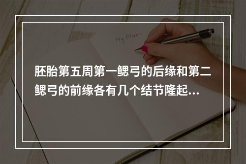 胚胎第五周第一鳃弓的后缘和第二鳃弓的前缘各有几个结节隆起？（