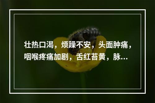 壮热口渴，烦躁不安，头面肿痛，咽喉疼痛加剧，舌红苔黄，脉数实