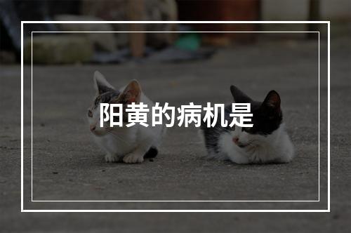 阳黄的病机是