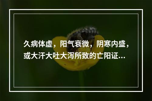 久病体虚，阳气衰微，阴寒内盛，或大汗大吐大泻所致的亡阳证，宜