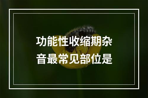 功能性收缩期杂音最常见部位是