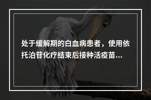 处于缓解期的白血病患者，使用依托泊苷化疗结束后接种活疫苗的间