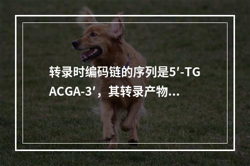 转录时编码链的序列是5′-TGACGA-3′，其转录产物的