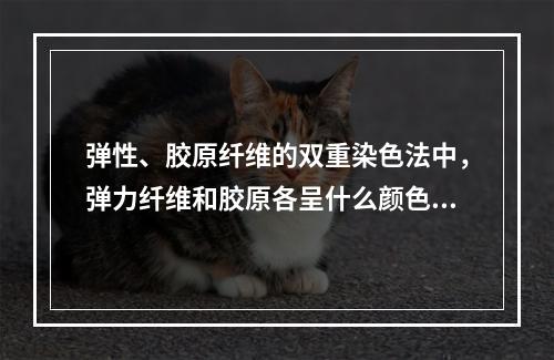 弹性、胶原纤维的双重染色法中，弹力纤维和胶原各呈什么颜色？