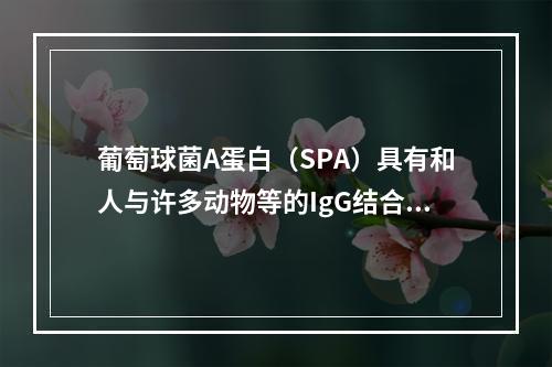 葡萄球菌A蛋白（SPA）具有和人与许多动物等的IgG结合的