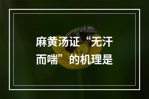 麻黄汤证“无汗而喘”的机理是