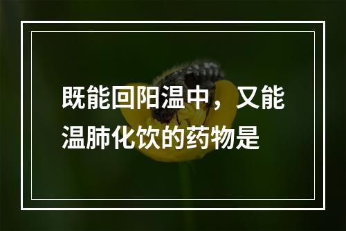 既能回阳温中，又能温肺化饮的药物是