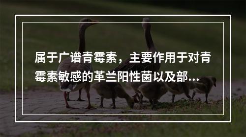 属于广谱青霉素，主要作用于对青霉素敏感的革兰阳性菌以及部分革