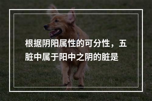 根据阴阳属性的可分性，五脏中属于阳中之阴的脏是