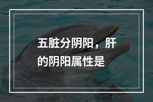 五脏分阴阳，肝的阴阳属性是