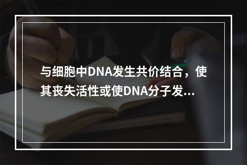 与细胞中DNA发生共价结合，使其丧失活性或使DNA分子发生断