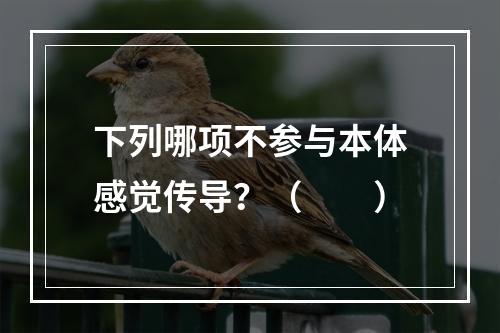 下列哪项不参与本体感觉传导？（　　）