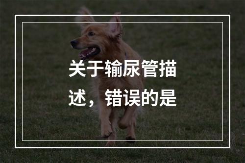 关于输尿管描述，错误的是