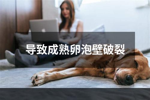 导致成熟卵泡壁破裂