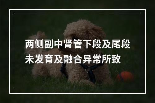 两侧副中肾管下段及尾段未发育及融合异常所致