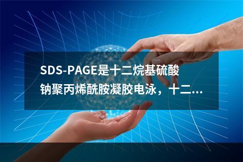 SDS-PAGE是十二烷基硫酸钠聚丙烯酰胺凝胶电泳，十二烷