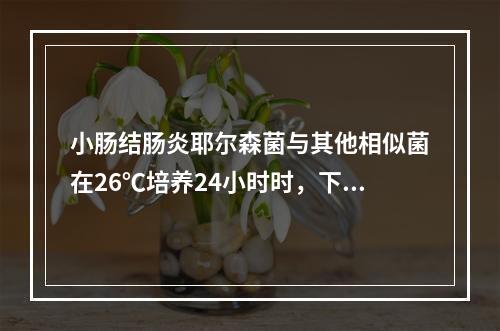 小肠结肠炎耶尔森菌与其他相似菌在26℃培养24小时时，下述