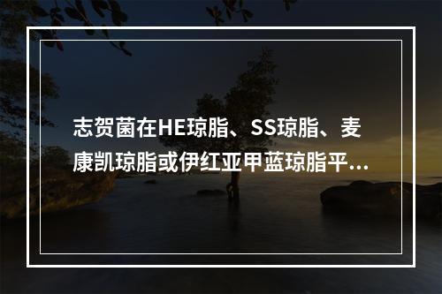 志贺菌在HE琼脂、SS琼脂、麦康凯琼脂或伊红亚甲蓝琼脂平板