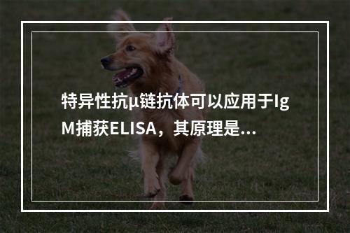 特异性抗μ链抗体可以应用于IgM捕获ELISA，其原理是下