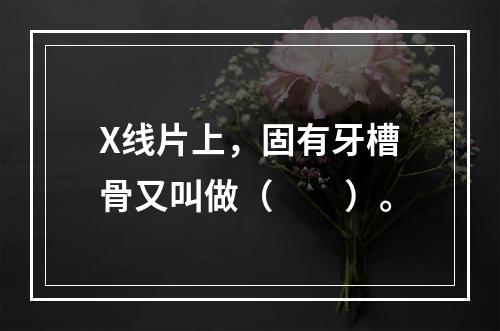 X线片上，固有牙槽骨又叫做（　　）。