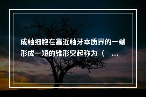 成釉细胞在靠近釉牙本质界的一端形成一短的锥形突起称为（　　）