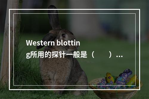 Western blotting所用的探针一般是（　　）。