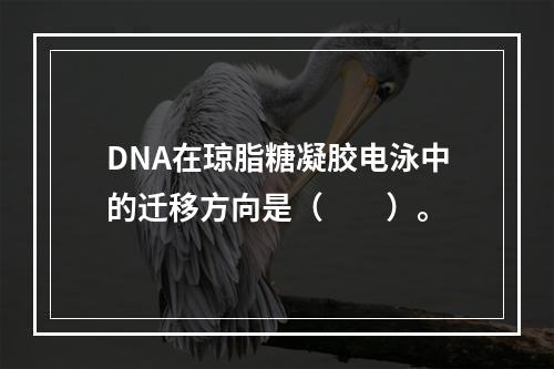 DNA在琼脂糖凝胶电泳中的迁移方向是（　　）。