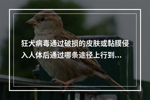 狂犬病毒通过破损的皮肤或黏膜侵入人体后通过哪条途径上行到中