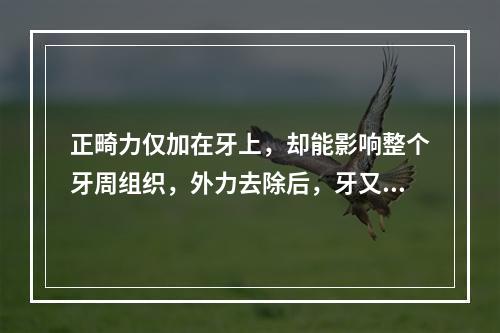 正畸力仅加在牙上，却能影响整个牙周组织，外力去除后，牙又可以