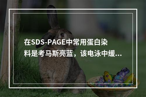 在SDS-PAGE中常用蛋白染料是考马斯亮蓝，该电泳中缓冲液