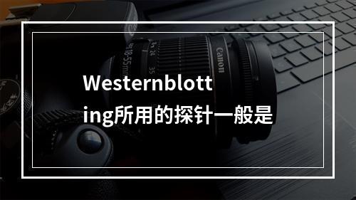 Westernblotting所用的探针一般是