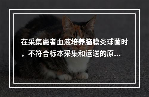 在采集患者血液培养脑膜炎球菌时，不符合标本采集和运送的原则