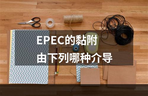 EPEC的黏附由下列哪种介导