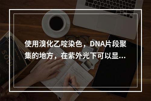 使用溴化乙啶染色，DNA片段聚集的地方，在紫外光下可以显示发