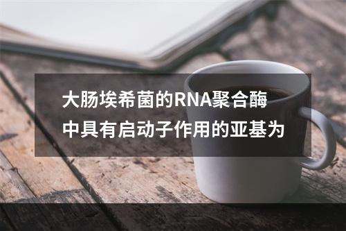 大肠埃希菌的RNA聚合酶中具有启动子作用的亚基为