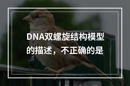 DNA双螺旋结构模型的描述，不正确的是