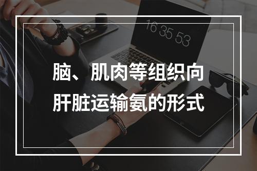 脑、肌肉等组织向肝脏运输氨的形式