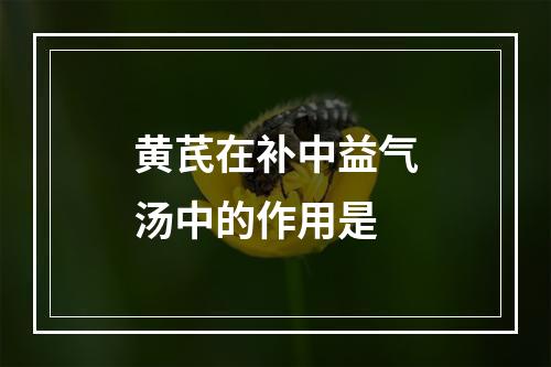 黄芪在补中益气汤中的作用是