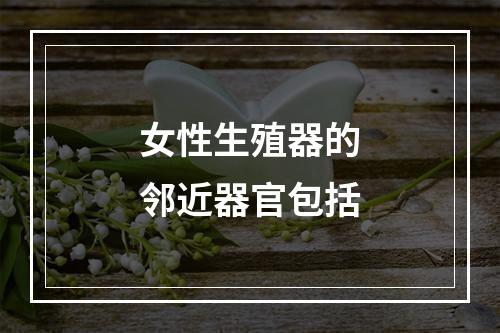 女性生殖器的邻近器官包括