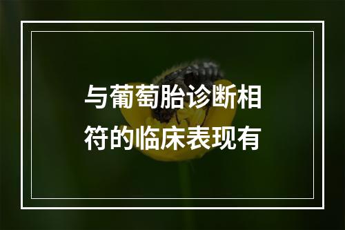 与葡萄胎诊断相符的临床表现有