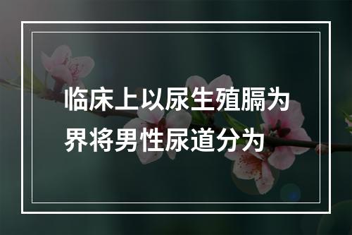 临床上以尿生殖膈为界将男性尿道分为