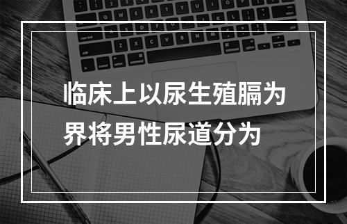 临床上以尿生殖膈为界将男性尿道分为