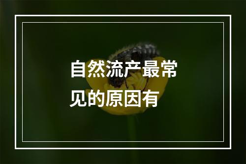 自然流产最常见的原因有