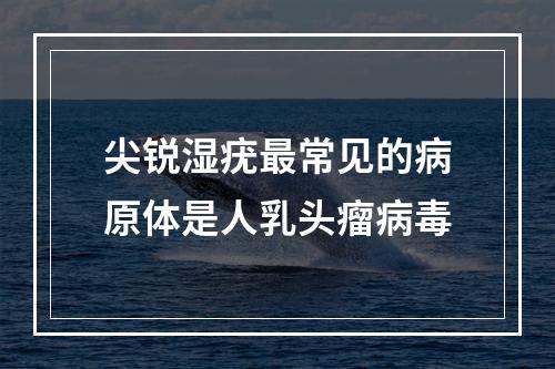 尖锐湿疣最常见的病原体是人乳头瘤病毒