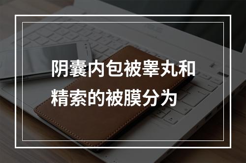 阴囊内包被睾丸和精索的被膜分为