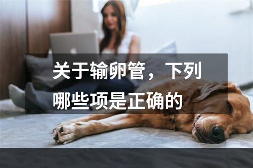 关于输卵管，下列哪些项是正确的